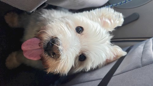 Remus- petsitter București sau Bonă pentru animale pentru câini pisici 