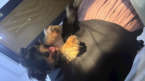 Gina- petsitter București sau Bonă pentru animale pentru câini pisici 