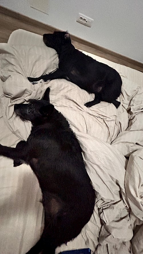 Oana- petsitter Otopeni sau Bonă pentru animale pentru câini pisici 