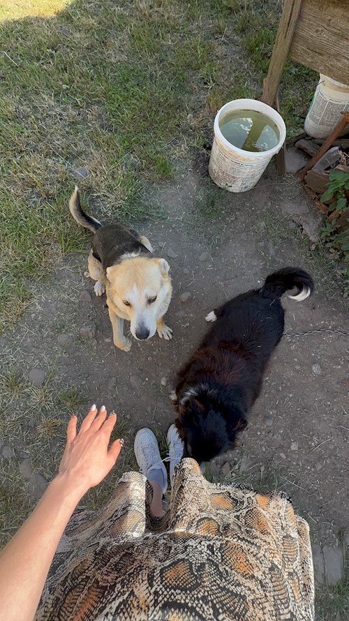 Cristiana- petsitter Cluj-Napoca sau Bonă pentru animale pentru câini pisici 