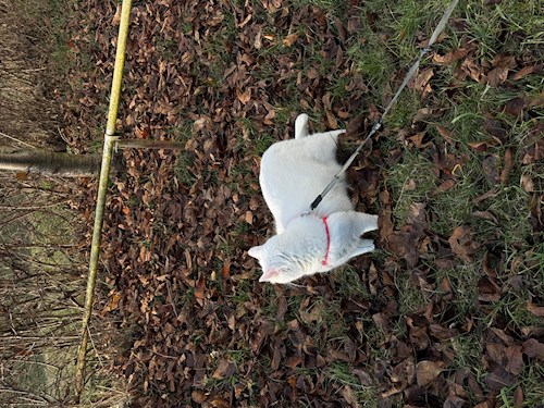 Cristiana- petsitter Cluj-Napoca sau Bonă pentru animale pentru câini pisici 
