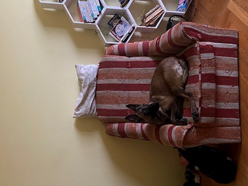 Cristiana- petsitter Cluj-Napoca sau Bonă pentru animale pentru câini pisici 
