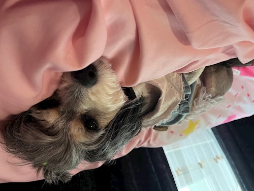 Roberta- petsitter București sau Bonă pentru animale pentru câini 