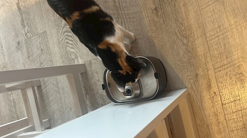 Andreea- petsitter Cluj-Napoca sau Bonă pentru animale pentru câini pisici 