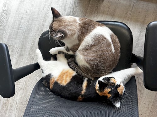 Andreea- petsitter Cluj-Napoca sau Bonă pentru animale pentru câini pisici 