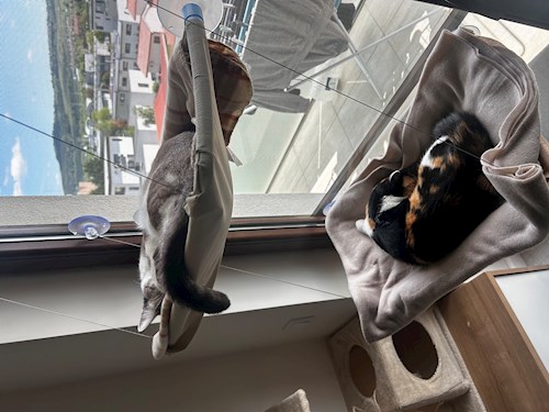 Andreea- petsitter Cluj-Napoca sau Bonă pentru animale pentru câini pisici 