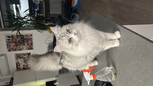 Andreea- petsitter Cluj-Napoca sau Bonă pentru animale pentru câini pisici 