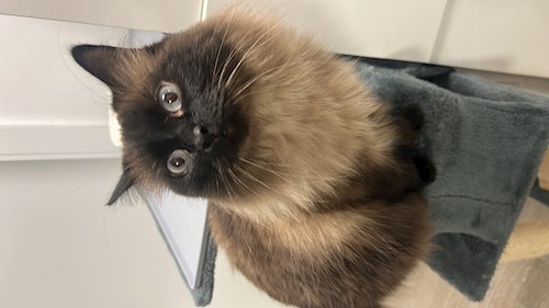 Andreea- petsitter Cluj-Napoca sau Bonă pentru animale pentru câini pisici 
