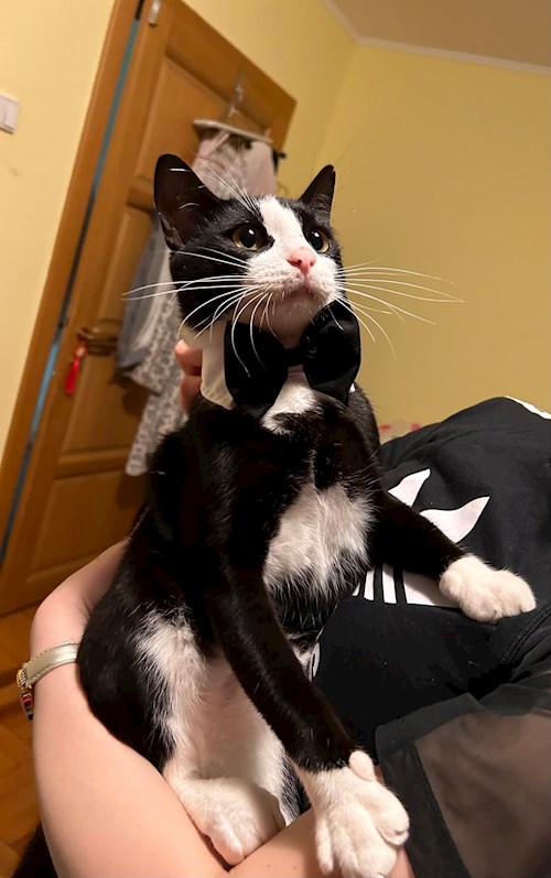 Andreea- petsitter Cluj-Napoca sau Bonă pentru animale pentru câini pisici 