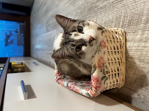 Andreea- petsitter Cluj-Napoca sau Bonă pentru animale pentru câini pisici 