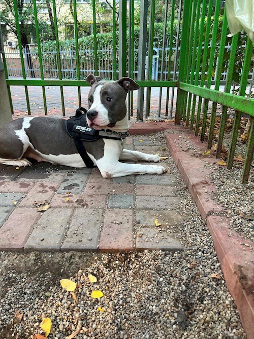 Roberta- petsitter București or Pet nanny for dogs cats 