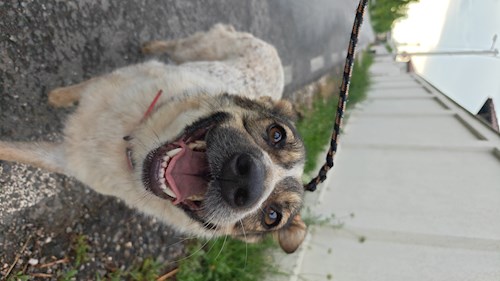 Remus- petsitter București sau Bonă pentru animale pentru câini pisici 