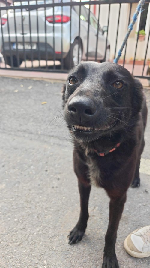 Remus- petsitter București sau Bonă pentru animale pentru câini pisici 