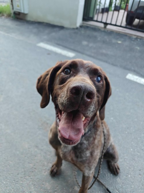 Remus- petsitter București sau Bonă pentru animale pentru câini pisici 