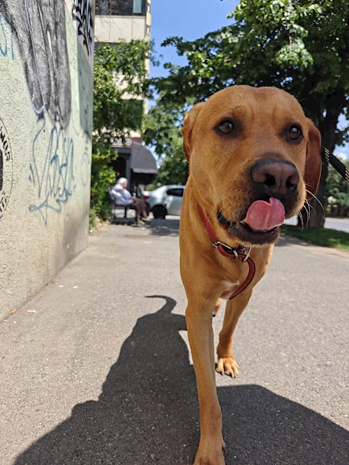 Remus- petsitter București sau Bonă pentru animale pentru câini pisici 