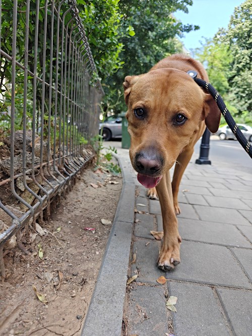 Remus- petsitter București sau Bonă pentru animale pentru câini pisici 