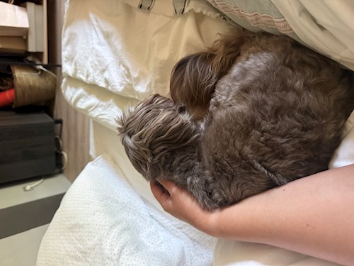 Ksenia- petsitter Mogoșoaia vagy Állat szitter a kutyák cicák 