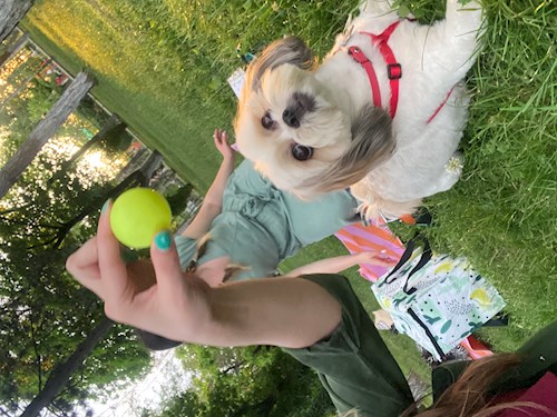 Lucia-Gabriela- petsitter București vagy Állat szitter a kutyák cicák 