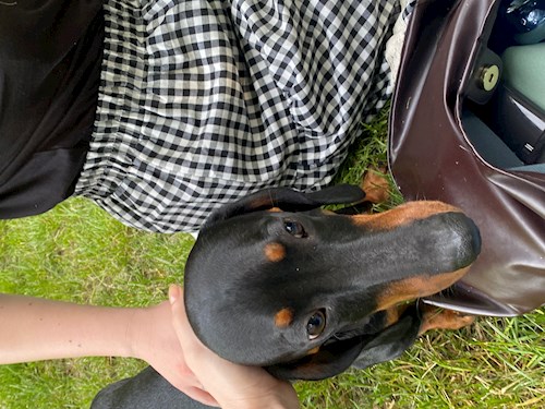 Lucia-Gabriela- petsitter București vagy Állat szitter a kutyák cicák 