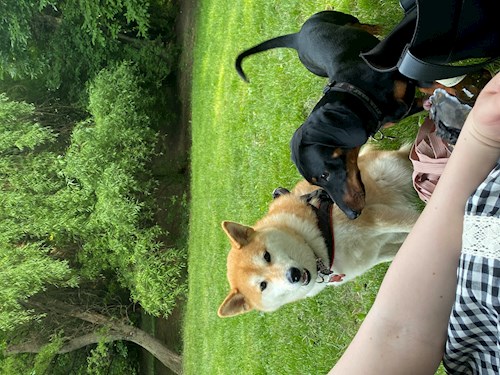 Lucia-Gabriela- petsitter București vagy Állat szitter a kutyák cicák 