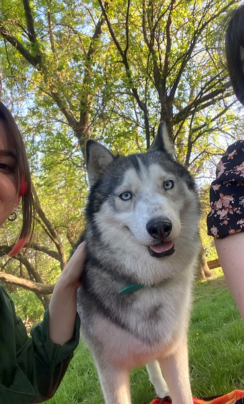 Lucia-Gabriela- petsitter București vagy Állat szitter a kutyák cicák 