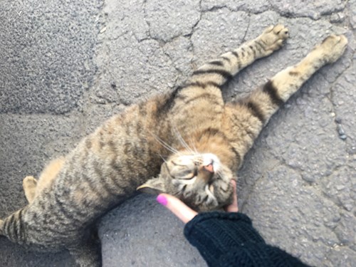 Lucia-Gabriela- petsitter București vagy Állat szitter a kutyák cicák 