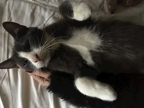 Lucia-Gabriela- petsitter București vagy Állat szitter a kutyák cicák 