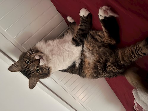 Măcreanu- petsitter Cluj-Napoca sau Bonă pentru animale pentru câini pisici 