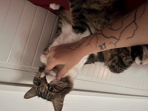 Măcreanu- petsitter Cluj-Napoca sau Bonă pentru animale pentru câini pisici 