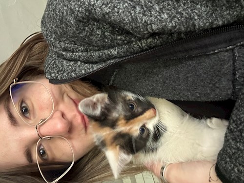 Bucatariu- petsitter București sau Bonă pentru animale pentru pisici 