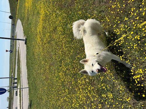Grigor- petsitter București sau Bonă pentru animale pentru câini pisici 