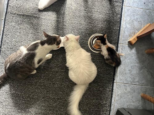 Grigor- petsitter București sau Bonă pentru animale pentru câini pisici 