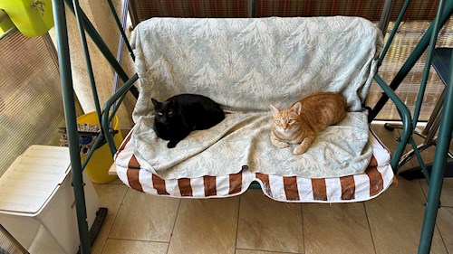 Grigor- petsitter București sau Bonă pentru animale pentru câini pisici 