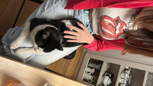 Grigor- petsitter București sau Bonă pentru animale pentru câini pisici 