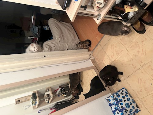 Grigor- petsitter București sau Bonă pentru animale pentru câini pisici 