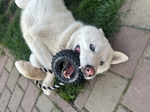 Grigor- petsitter București sau Bonă pentru animale pentru câini pisici 