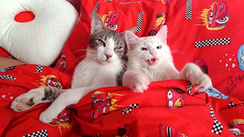 Grigor- petsitter București sau Bonă pentru animale pentru câini pisici 