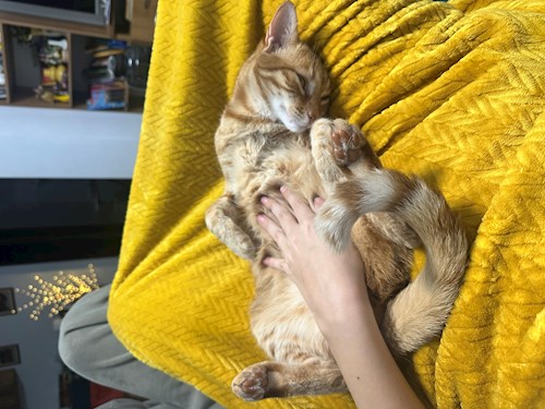 Grigor- petsitter București sau Bonă pentru animale pentru câini pisici 