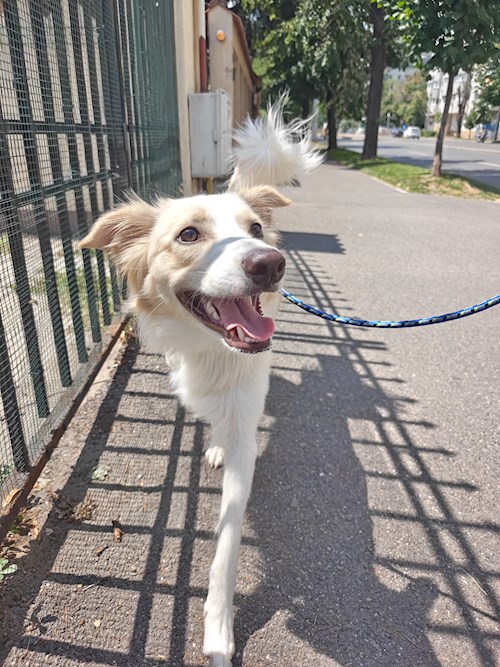 Remus- petsitter București sau Bonă pentru animale pentru câini pisici 