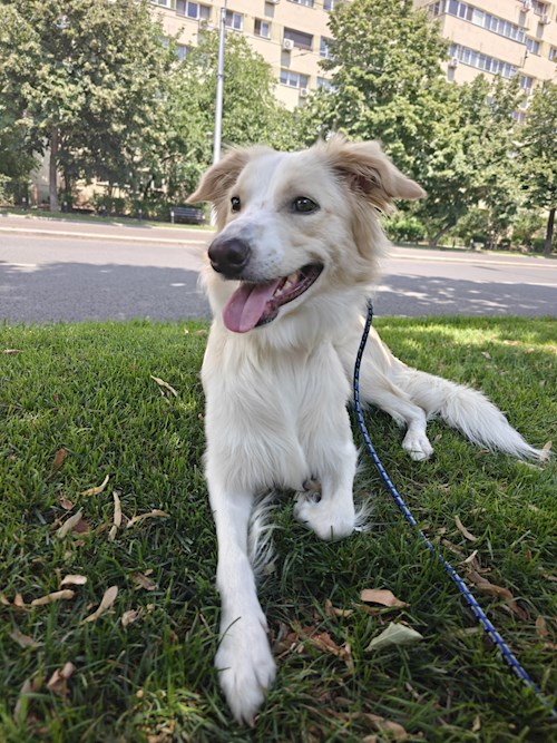 Remus- petsitter București sau Bonă pentru animale pentru câini pisici 