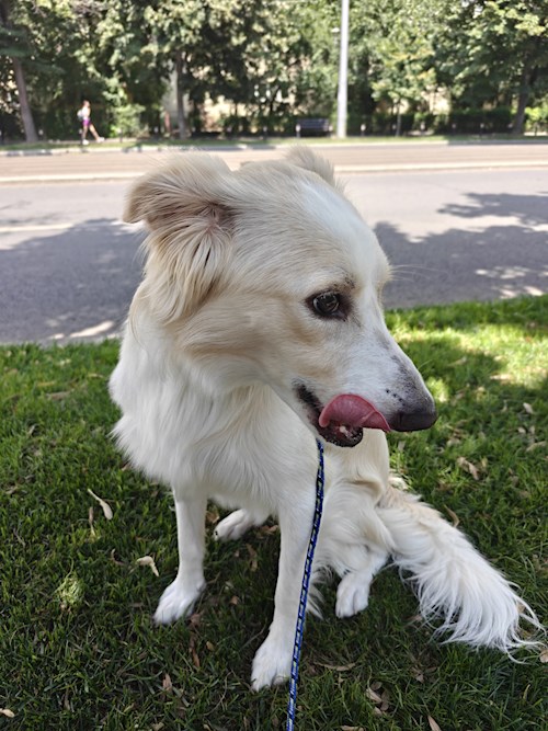 Remus- petsitter București sau Bonă pentru animale pentru câini pisici 