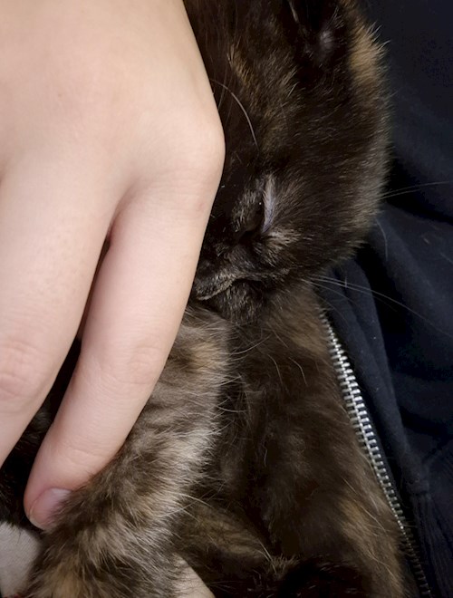 Ana- petsitter București sau Bonă pentru animale pentru câini pisici 
