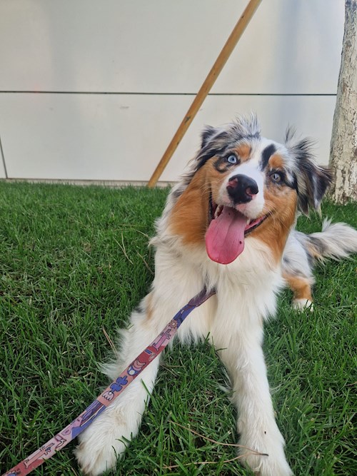 Mariana- petsitter București sau Bonă pentru animale pentru câini pisici 