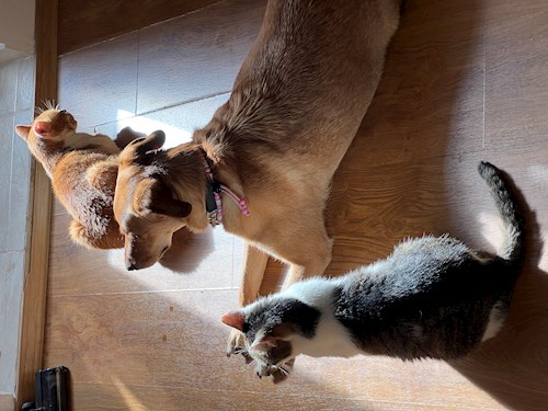 Mădălina- petsitter Cluj-Napoca or Pet nanny for dogs cats 