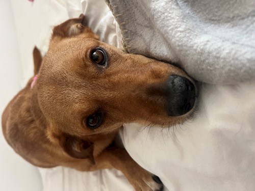 Mădălina- petsitter Cluj-Napoca or Pet nanny for dogs cats 