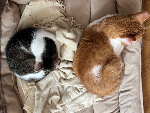 Mădălina- petsitter Cluj-Napoca or Pet nanny for dogs cats 