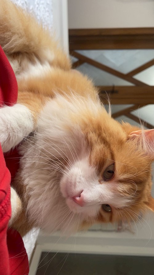 Listvan- petsitter București or Pet nanny for dogs cats 