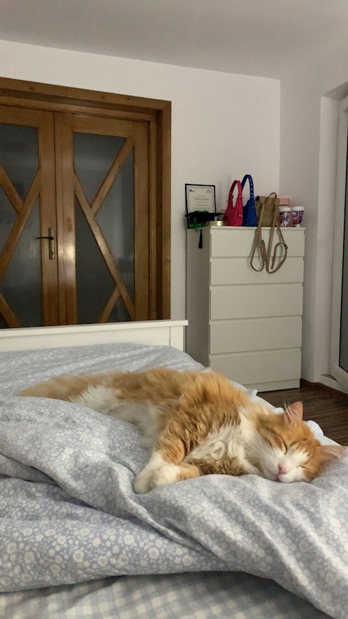 Listvan- petsitter București or Pet nanny for dogs cats 