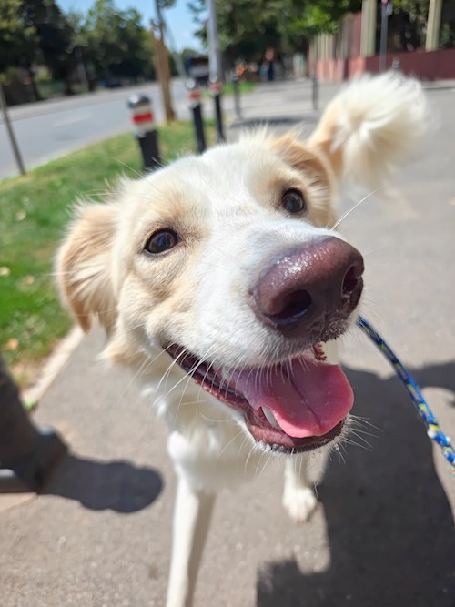 Remus- petsitter București vagy Állat szitter a kutyák cicák 
