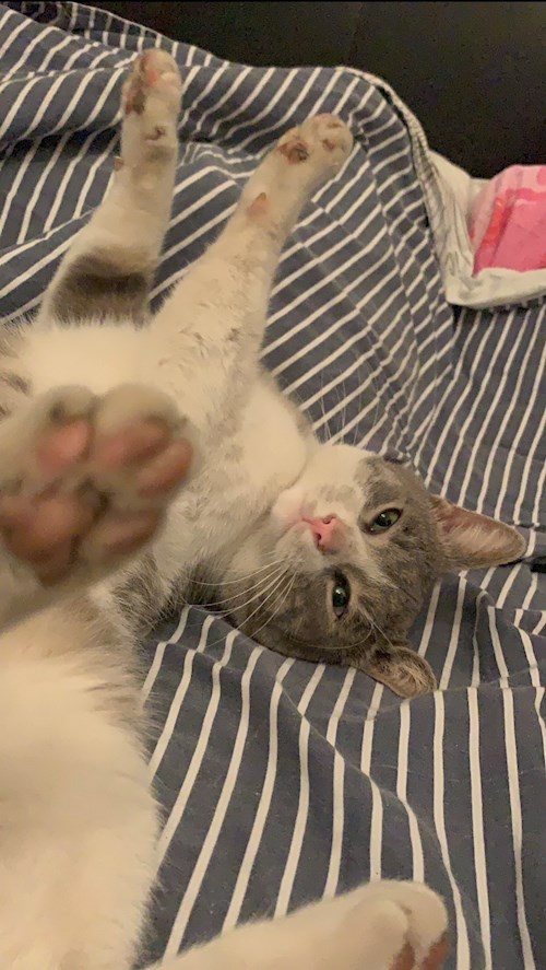 Dragomir- petsitter București sau Bonă pentru animale pentru câini pisici 